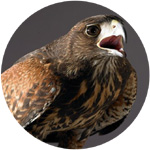 Felhasználói avatar